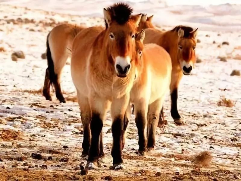 国家农民合作社示范社政策,国家级农民合作社示范要求是什么