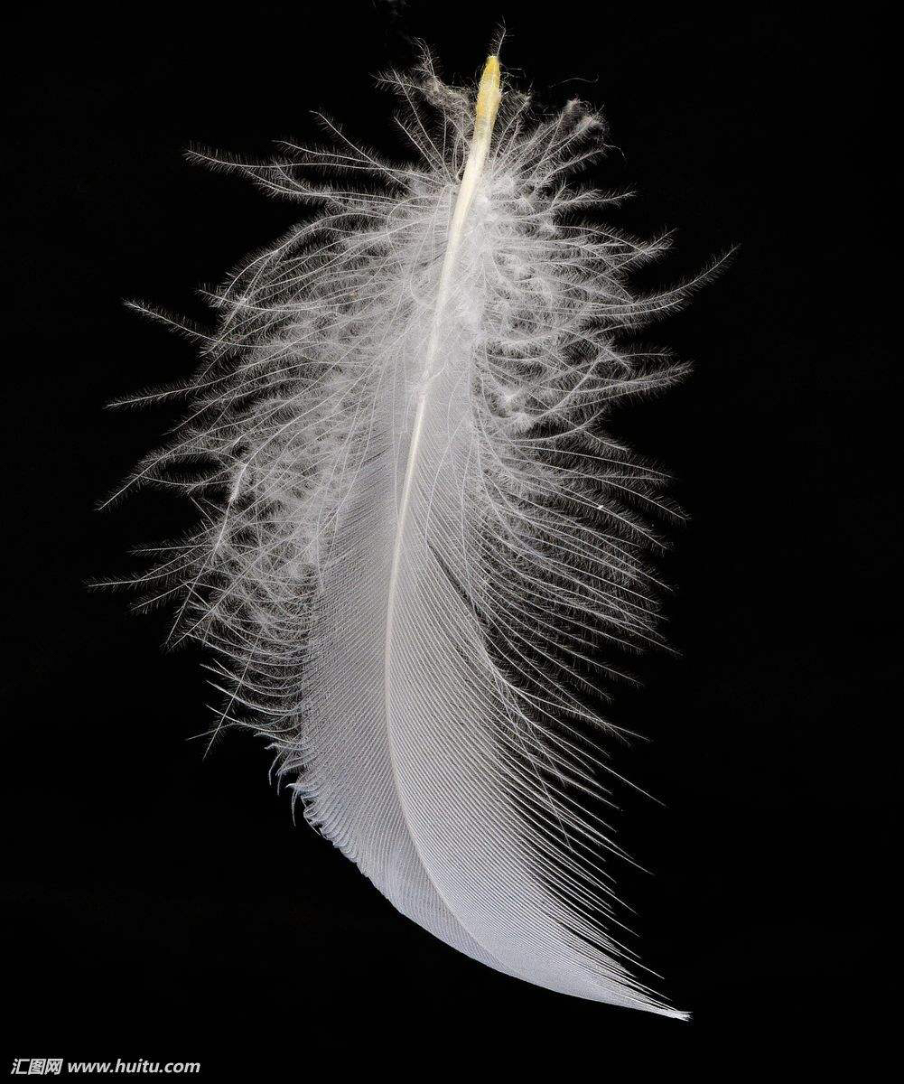 中药材牛毛,鹅毛的用处