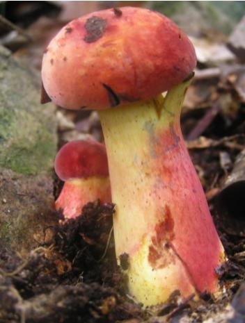 你把它当成“植物”吃掉？它其实是“植物吸血鬼”！