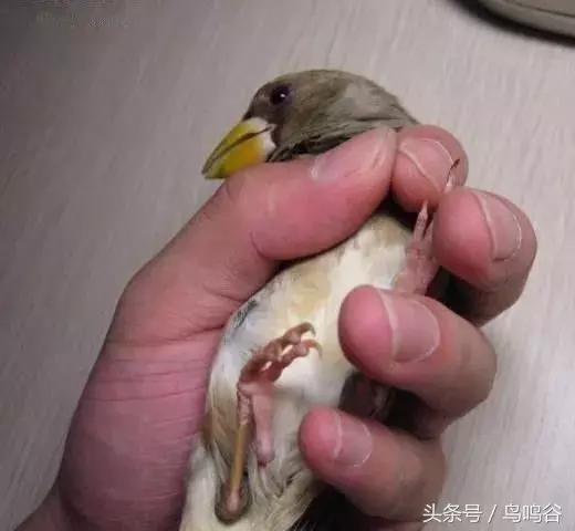 黑头蜡嘴鸟公母区别,黑尾蜡嘴雀小鸟怎么分公母