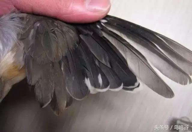 黑头蜡嘴鸟公母区别,黑尾蜡嘴雀小鸟怎么分公母