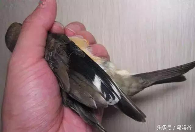 黑头蜡嘴鸟公母区别,黑尾蜡嘴雀小鸟怎么分公母