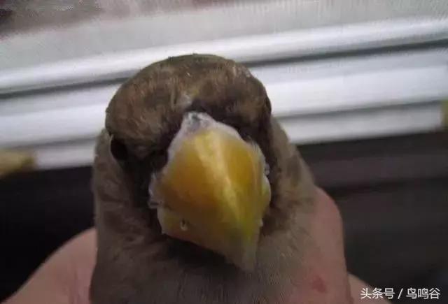 黑头蜡嘴鸟公母区别,黑尾蜡嘴雀小鸟怎么分公母