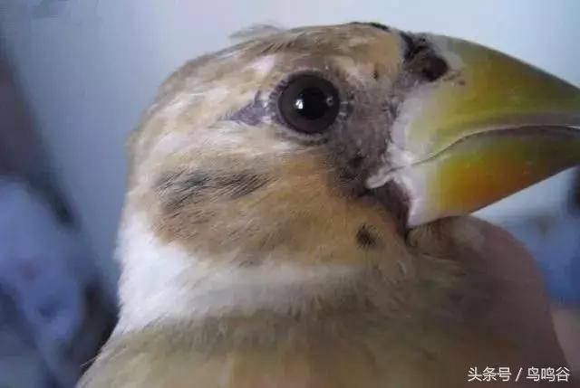 黑头蜡嘴鸟公母区别,黑尾蜡嘴雀小鸟怎么分公母