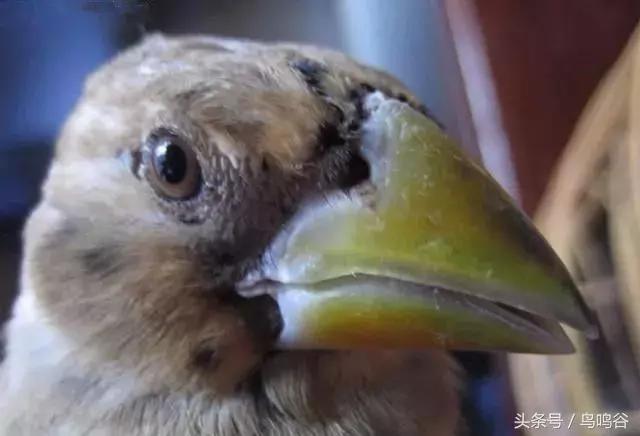 黑头蜡嘴鸟公母区别,黑尾蜡嘴雀小鸟怎么分公母