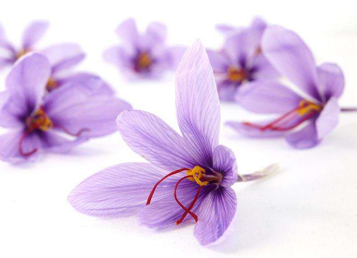 中药材藏红花的功效,中药材藏红花价格