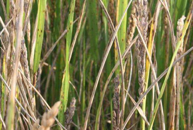 水稻白穗和空瘪粒是什么原因导致的？该如何预防和防治？