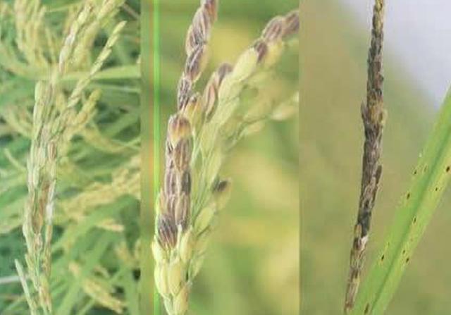 水稻白穗和空瘪粒是什么原因导致的？该如何预防和防治？