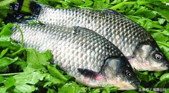 冬钓黑坑鲫鱼用红虫好还是虾饵好,鲫鱼钓法技巧野钓视频