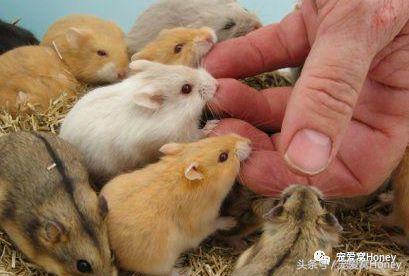 坎贝尔仓鼠的常见疾病和饲养方法,仓鼠比耶是什么品种