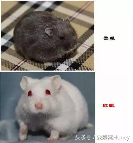 坎贝尔仓鼠的常见疾病和饲养方法,仓鼠比耶是什么品种