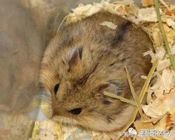 坎贝尔仓鼠的常见疾病和饲养方法,仓鼠比耶是什么品种