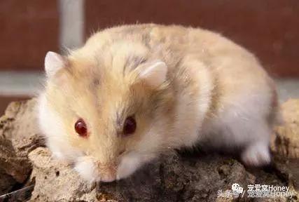 坎贝尔仓鼠的常见疾病和饲养方法,仓鼠比耶是什么品种