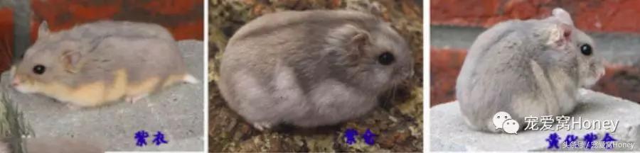 坎贝尔仓鼠的常见疾病和饲养方法,仓鼠比耶是什么品种