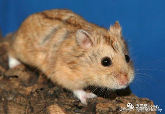 坎贝尔仓鼠的常见疾病和饲养方法,仓鼠比耶是什么品种