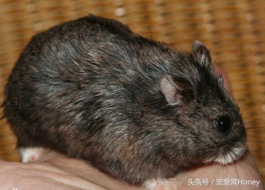 坎贝尔仓鼠的常见疾病和饲养方法,仓鼠比耶是什么品种