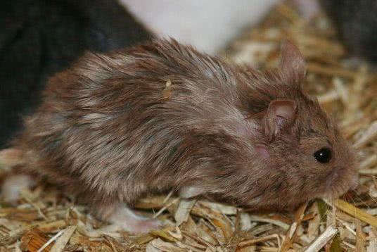 坎贝尔仓鼠的常见疾病和饲养方法,仓鼠比耶是什么品种