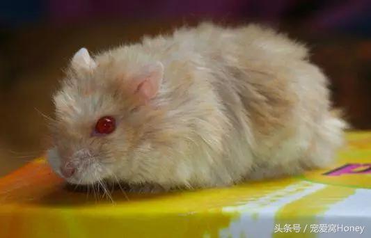 坎贝尔仓鼠的常见疾病和饲养方法,仓鼠比耶是什么品种