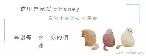 特别大的金丝熊是什么品种,这才是真正的金丝熊