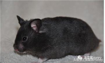 特别大的金丝熊是什么品种,这才是真正的金丝熊