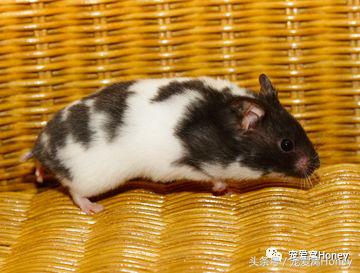 特别大的金丝熊是什么品种,这才是真正的金丝熊