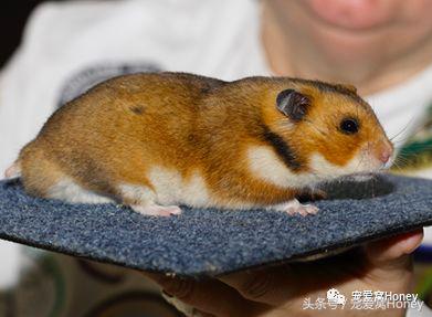 特别大的金丝熊是什么品种,这才是真正的金丝熊