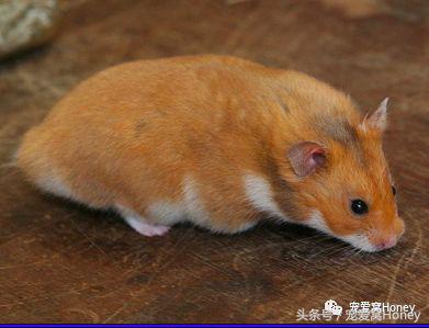 特别大的金丝熊是什么品种,这才是真正的金丝熊