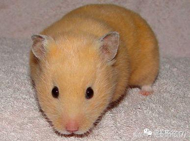 特别大的金丝熊是什么品种,这才是真正的金丝熊