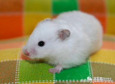 特别大的金丝熊是什么品种,这才是真正的金丝熊