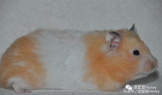 特别大的金丝熊是什么品种,这才是真正的金丝熊