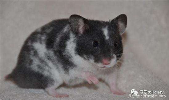 特别大的金丝熊是什么品种,这才是真正的金丝熊