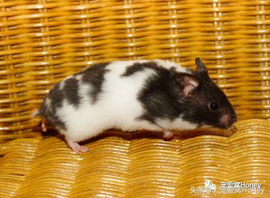 特别大的金丝熊是什么品种,这才是真正的金丝熊