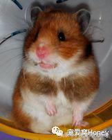 特别大的金丝熊是什么品种,这才是真正的金丝熊