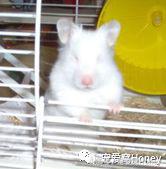 特别大的金丝熊是什么品种,这才是真正的金丝熊