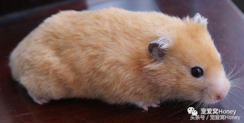 特别大的金丝熊是什么品种,这才是真正的金丝熊