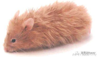 特别大的金丝熊是什么品种,这才是真正的金丝熊