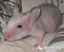 特别大的金丝熊是什么品种,这才是真正的金丝熊