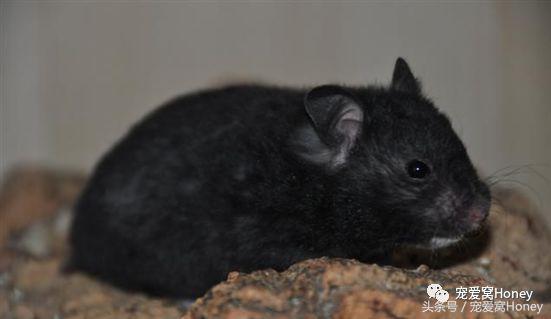 特别大的金丝熊是什么品种,这才是真正的金丝熊