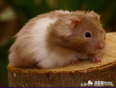 特别大的金丝熊是什么品种,这才是真正的金丝熊