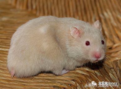 特别大的金丝熊是什么品种,这才是真正的金丝熊