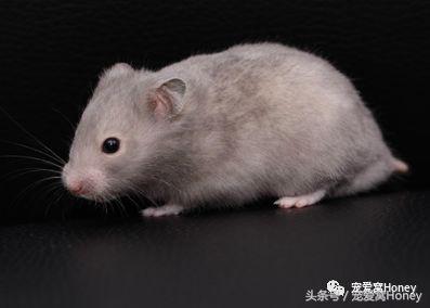 特别大的金丝熊是什么品种,这才是真正的金丝熊