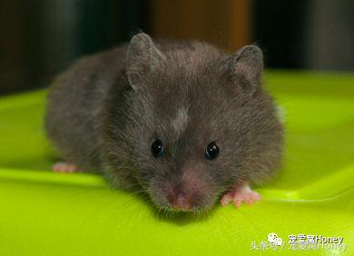 特别大的金丝熊是什么品种,这才是真正的金丝熊