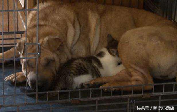 狗狗没有怀孕为什么能挤出奶,狗狗没怀孕却不能挤出奶什么情况