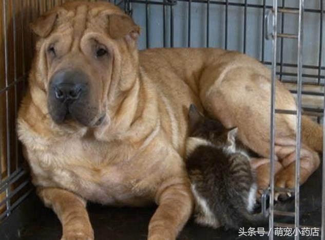 狗狗没有怀孕为什么能挤出奶,狗狗没怀孕却不能挤出奶什么情况