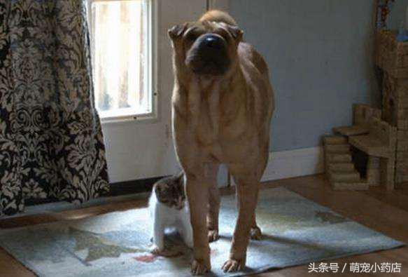 狗狗没有怀孕为什么能挤出奶,狗狗没怀孕却不能挤出奶什么情况