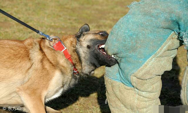 农村养什么狗不会被偷狗贼,农村土狗被偷了犯法吗可以报警吗