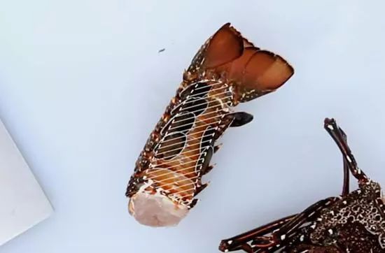 如何处理龙虾才是正确方法,龙虾活虾怎么处理最快又干净