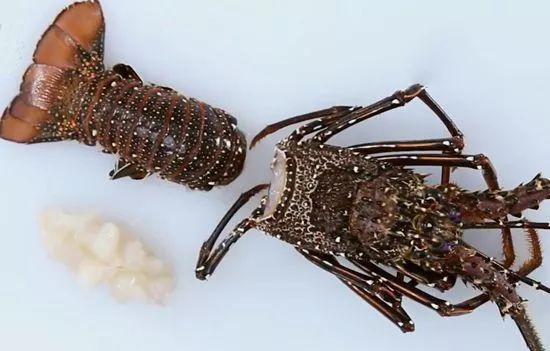 如何处理龙虾才是正确方法,龙虾活虾怎么处理最快又干净