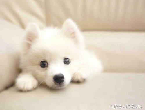 狗狗伤口有点化脓怎么处理,狗狗小伤口化脓了怎么办