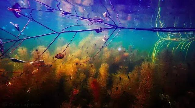 什么是原生态鱼,河北水族箱原生态